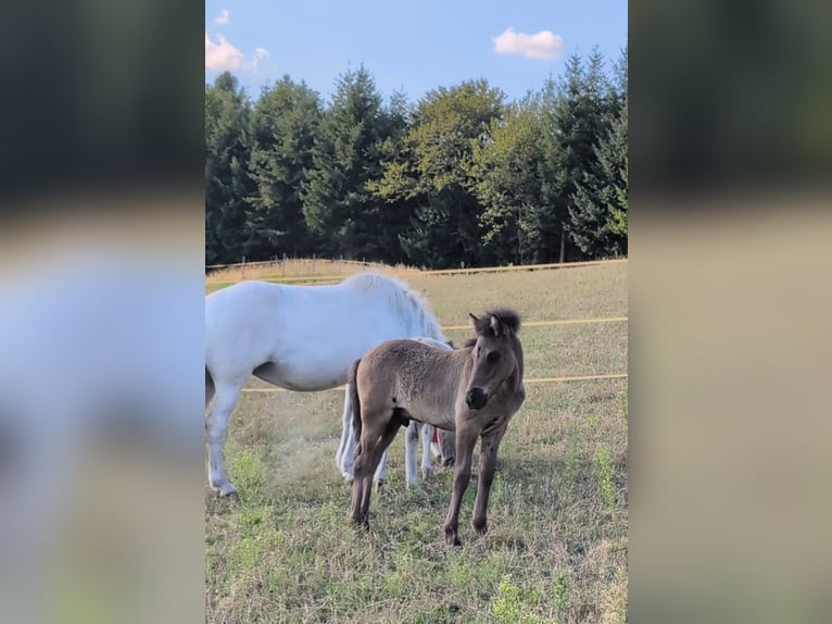 Caballos islandeses Semental 1 año Negro in Beilstein