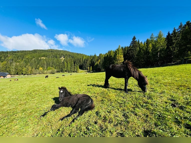 Caballos islandeses Semental 1 año Negro in Mariapfarr