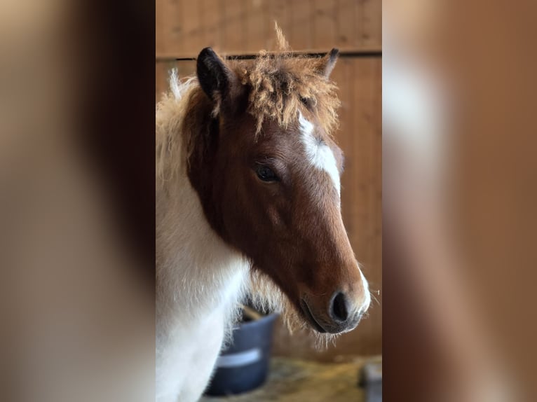 Caballos islandeses Semental 1 año Pío in Friedberg