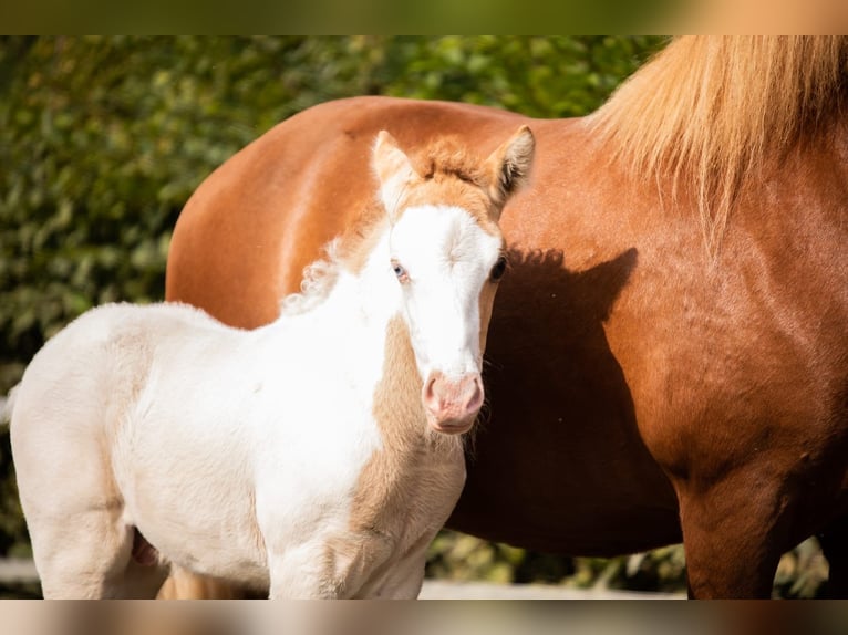 Caballos islandeses Semental 1 año Pío in Morbach