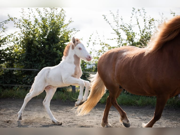 Caballos islandeses Semental 1 año Pío in Morbach