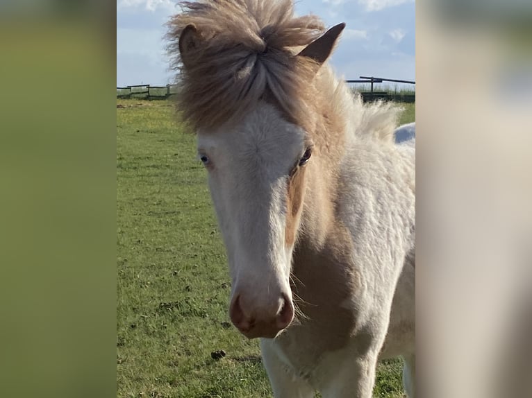 Caballos islandeses Semental 1 año Pío in Morbach
