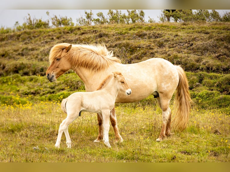 Caballos islandeses Semental 1 año Red Dun/Cervuno in Hvolsvöllur