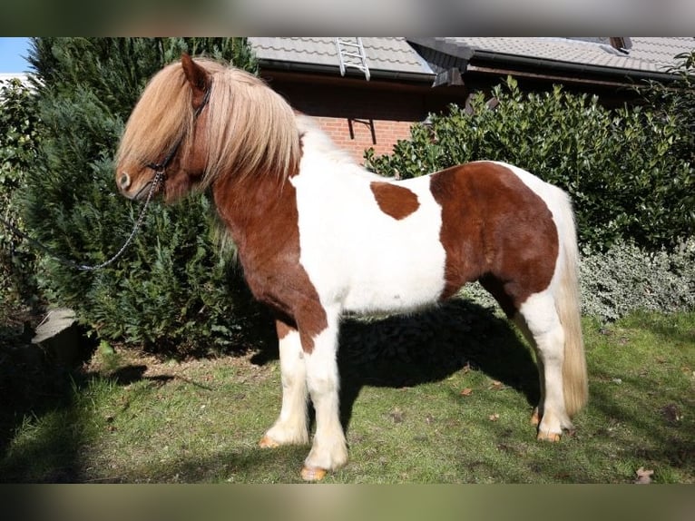 Caballos islandeses Semental 1 año Tobiano-todas las-capas in Bargstall