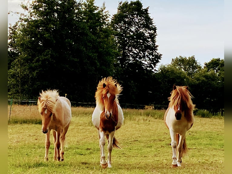 Caballos islandeses Semental 1 año Tobiano-todas las-capas in Bargstall