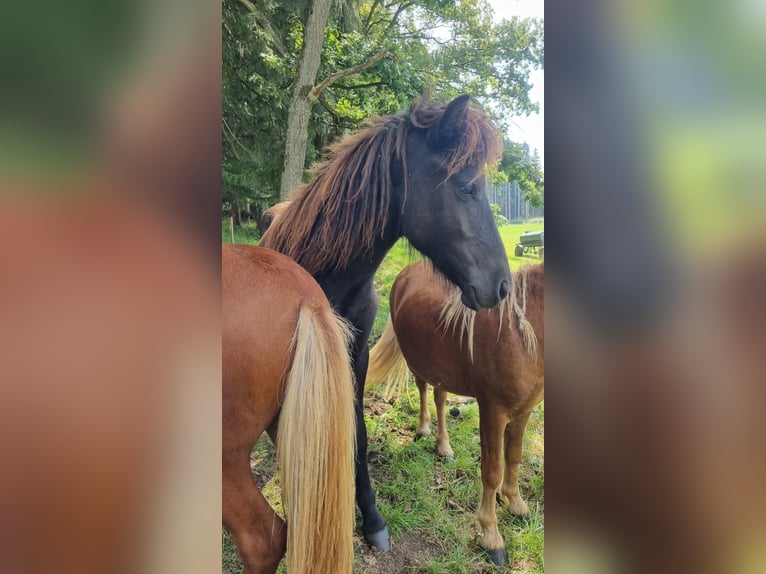 Caballos islandeses Semental 2 años 120 cm Castaño oscuro in Landsberg am Lech