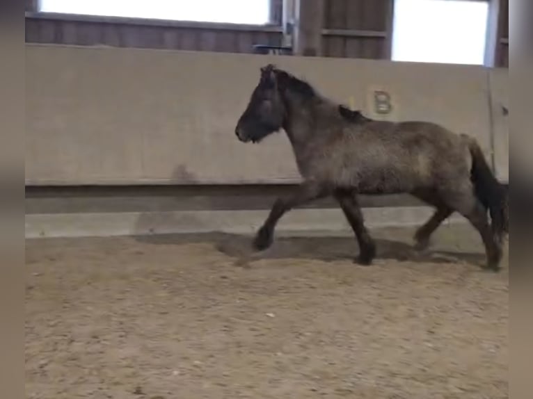 Caballos islandeses Semental 2 años 135 cm  in Weißpriach im Lungau