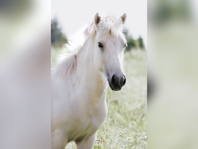 Caballos islandeses Semental 2 años 135 cm Palomino in Lennestadt