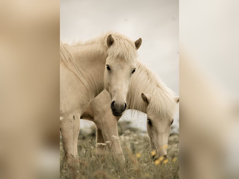 Caballos islandeses Semental 2 años 135 cm Palomino in Lennestadt