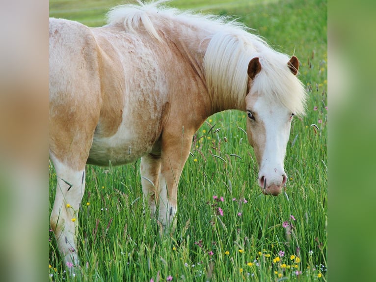 Caballos islandeses Semental 2 años 136 cm White/Blanco in Saarland