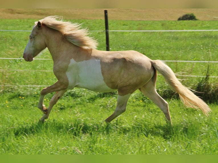 Caballos islandeses Semental 2 años 136 cm White/Blanco in Saarland