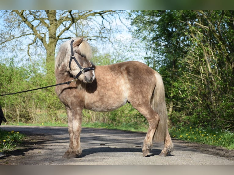 Caballos islandeses Semental 2 años 137 cm in Blunk