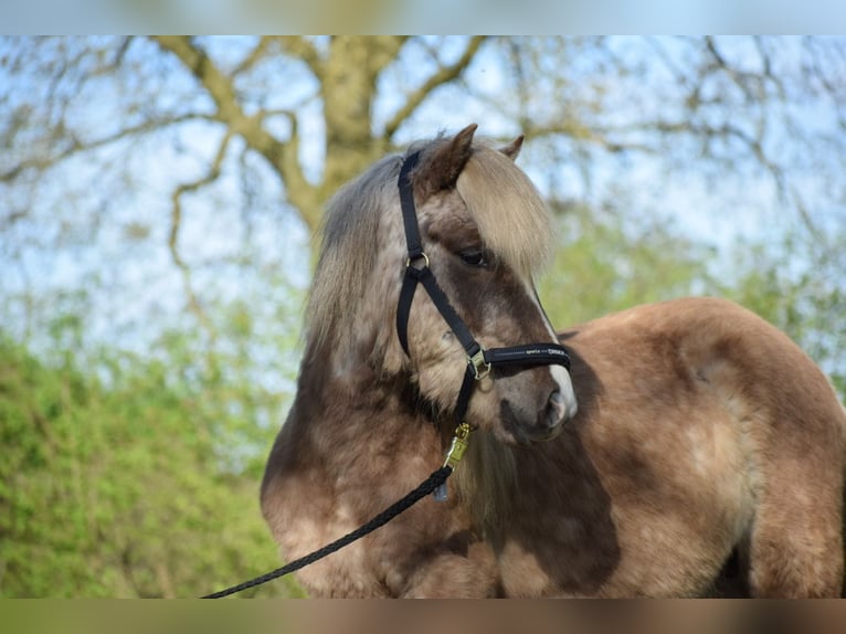 Caballos islandeses Semental 2 años 137 cm in Blunk