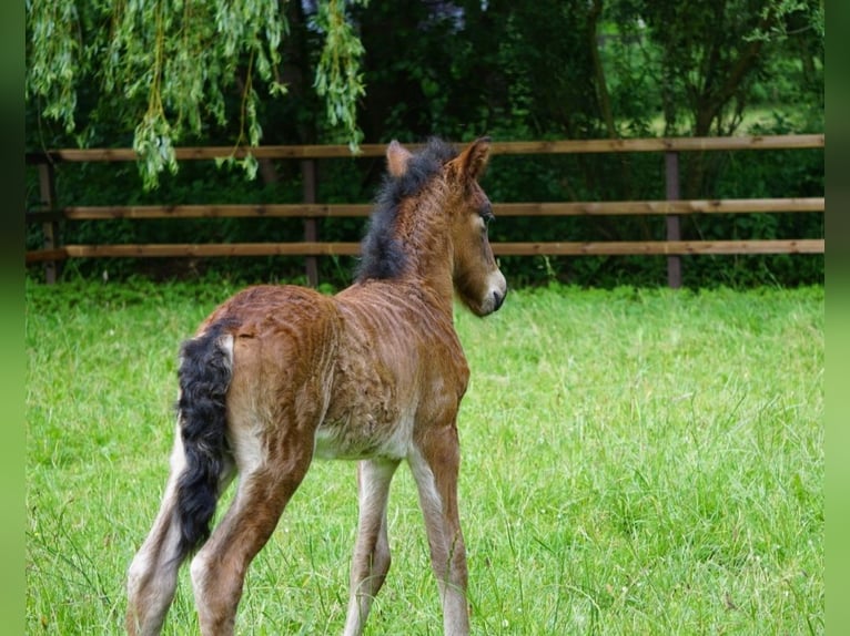 Caballos islandeses Semental 2 años 138 cm Castaño claro in Sittensen