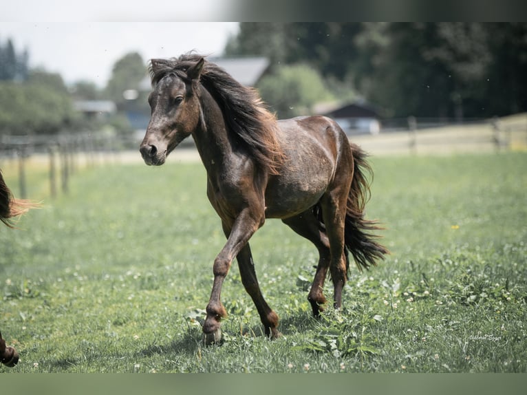 Caballos islandeses Semental 2 años 138 cm Negro in Scheffau am Wilden Kaiser