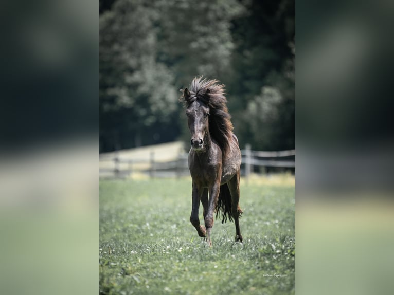 Caballos islandeses Semental 2 años 138 cm Negro in Scheffau am Wilden Kaiser