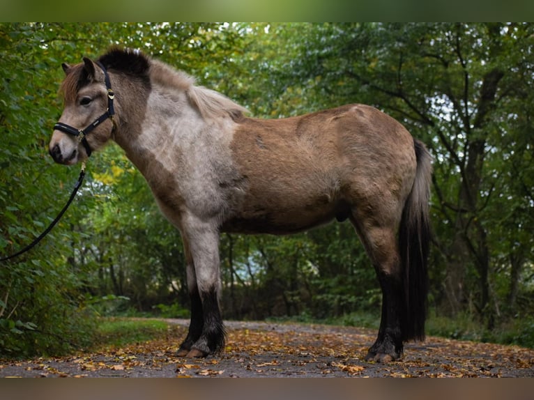 Caballos islandeses Semental 2 años 139 cm in Blunk