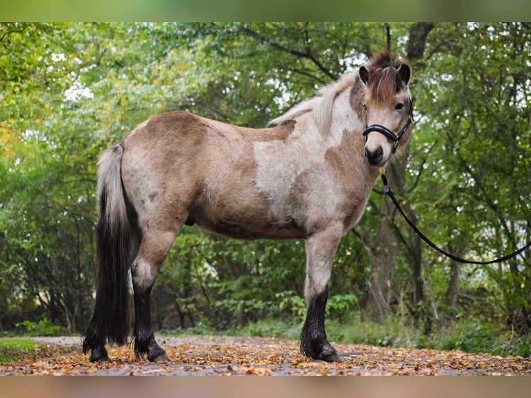 Caballos islandeses Semental 2 años 139 cm in Blunk