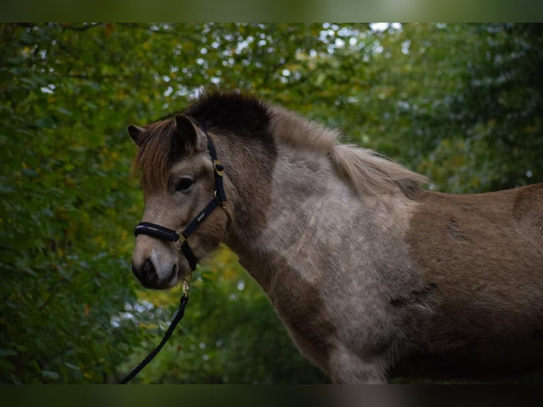 Caballos islandeses Semental 2 años 139 cm in Blunk