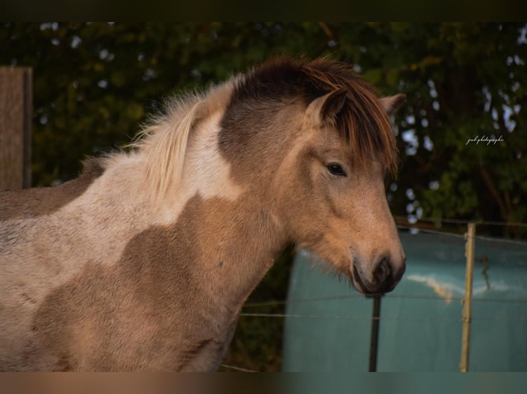 Caballos islandeses Semental 2 años 139 cm in Blunk