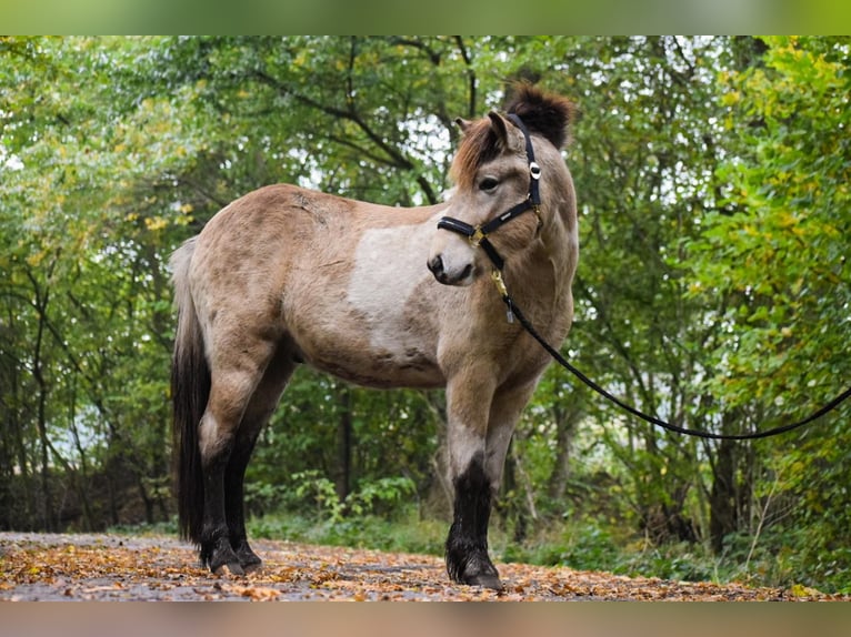 Caballos islandeses Semental 2 años 139 cm in Blunk