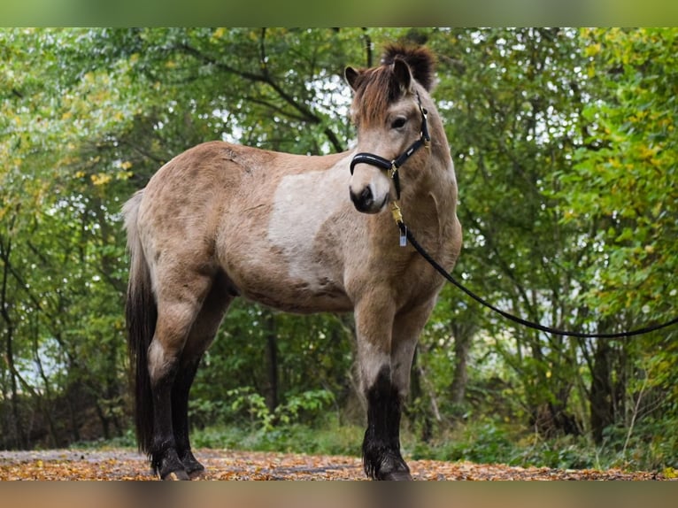 Caballos islandeses Semental 2 años 139 cm in Blunk