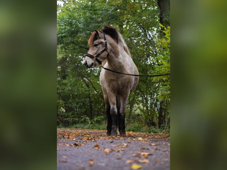 Caballos islandeses Semental 2 años 139 cm in Blunk