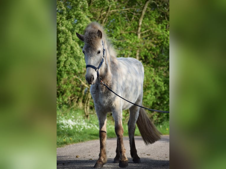 Caballos islandeses Semental 2 años 139 cm in Blunk