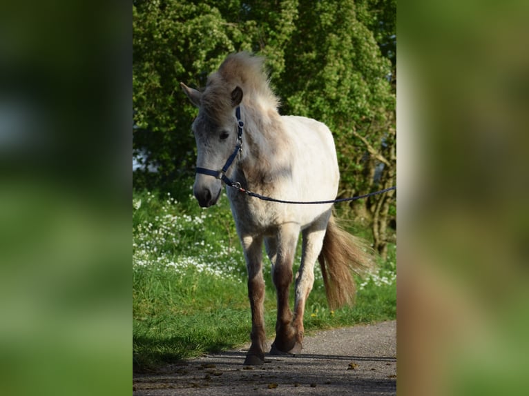 Caballos islandeses Semental 2 años 139 cm in Blunk