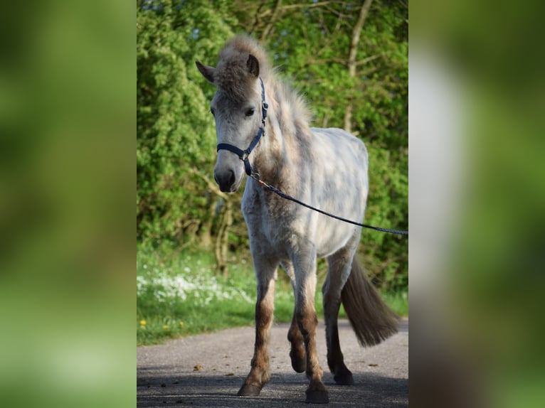 Caballos islandeses Semental 2 años 139 cm in Blunk