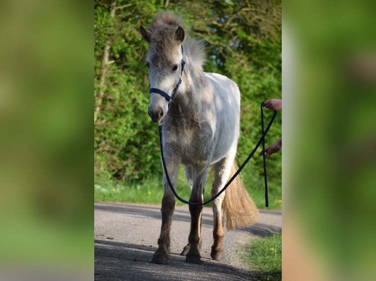 Caballos islandeses Semental 2 años 139 cm in Blunk