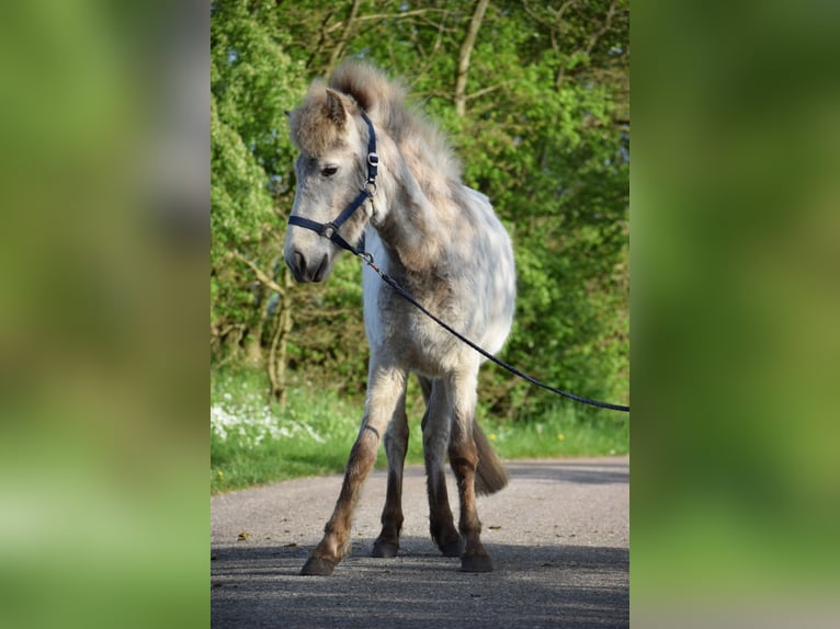 Caballos islandeses Semental 2 años 139 cm in Blunk