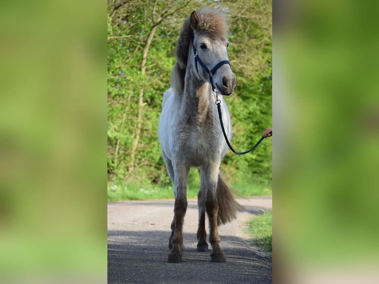 Caballos islandeses Semental 2 años 139 cm in Blunk