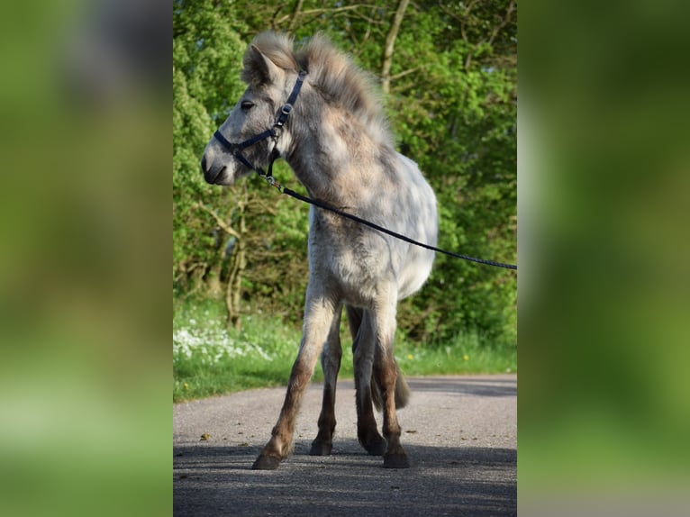 Caballos islandeses Semental 2 años 139 cm in Blunk