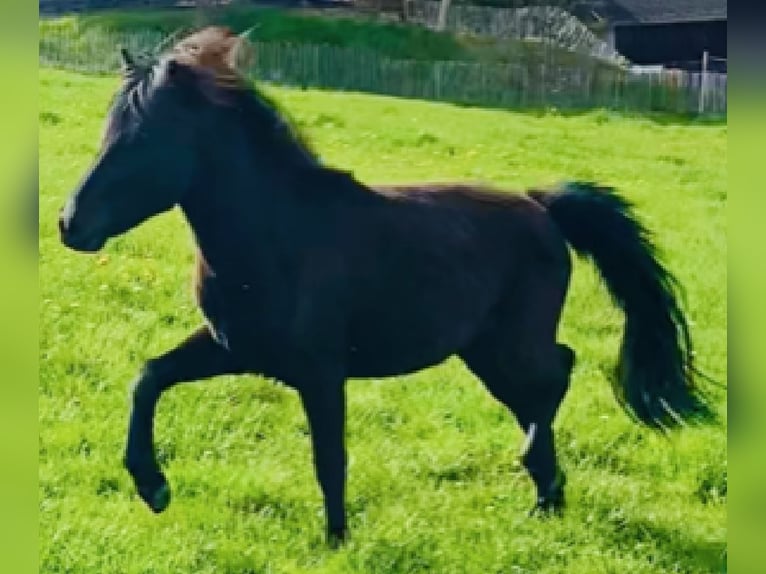 Caballos islandeses Semental 2 años 139 cm Negro in Fulda