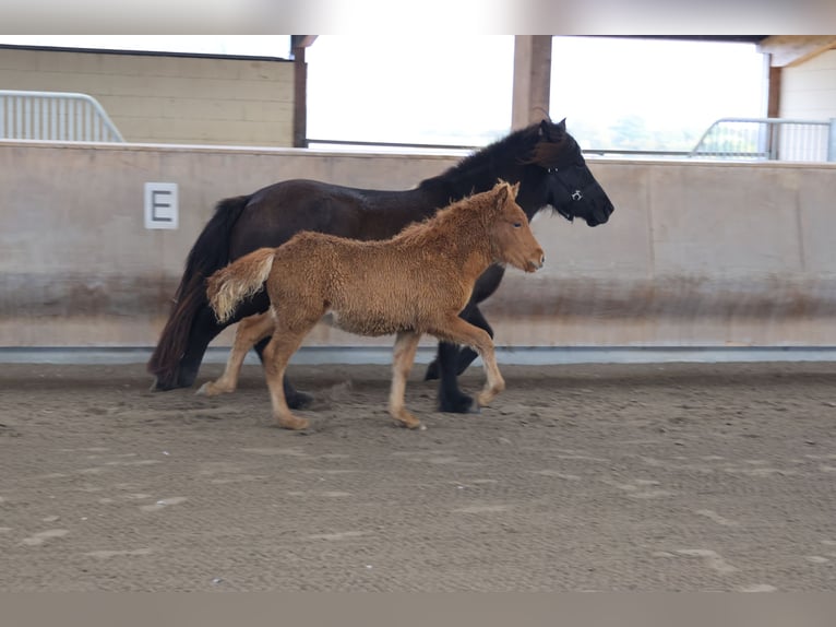 Caballos islandeses Semental 2 años 140 cm Alazán in Zweibrücken