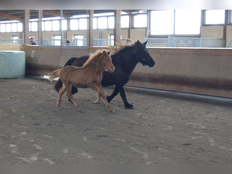 Caballos islandeses Semental 2 años 140 cm Alazán in Zweibrücken