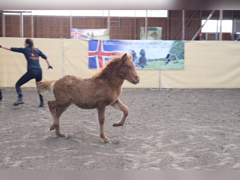 Caballos islandeses Semental 2 años 140 cm Alazán in Zweibrücken