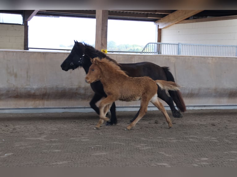 Caballos islandeses Semental 2 años 140 cm Alazán in Zweibrücken