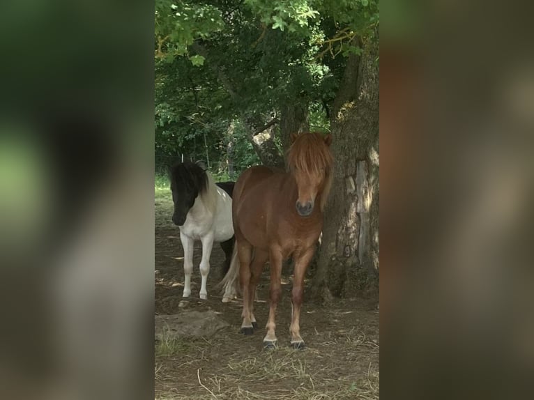 Caballos islandeses Semental 2 años 140 cm Alazán in Hohenstein
