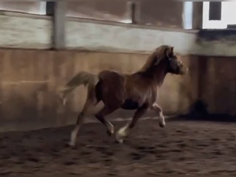 Caballos islandeses Semental 2 años 140 cm Alazán in Hohenstein