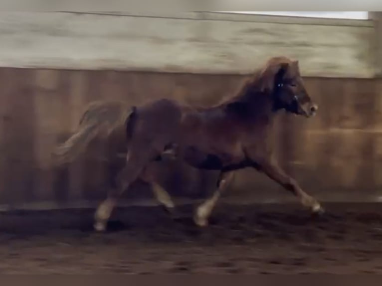 Caballos islandeses Semental 2 años 140 cm Alazán in Hohenstein