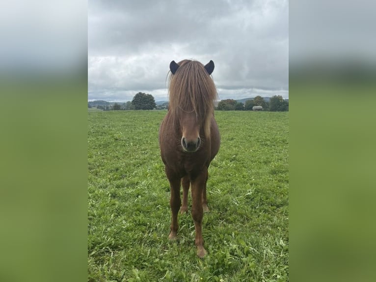 Caballos islandeses Semental 2 años 140 cm Alazán in Hohenstein