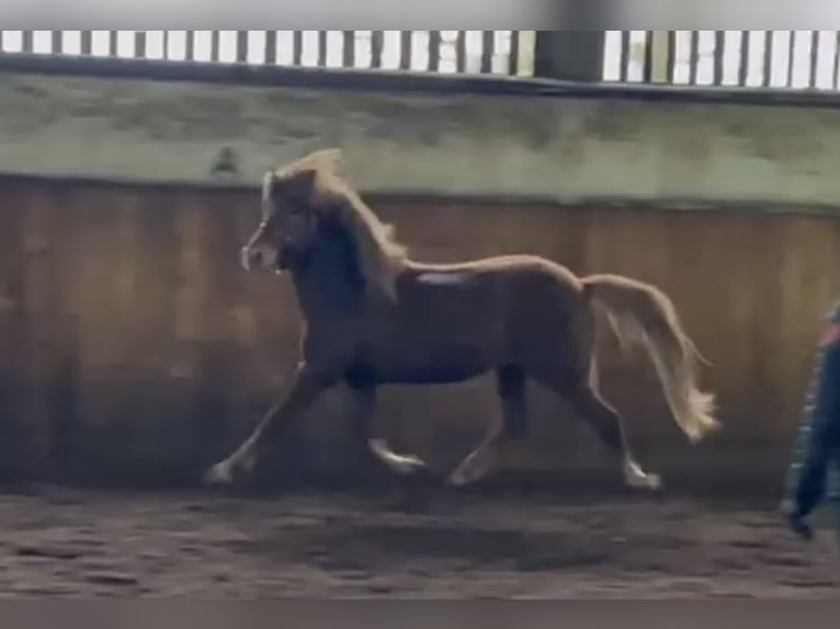 Caballos islandeses Semental 2 años 140 cm Alazán in Hohenstein