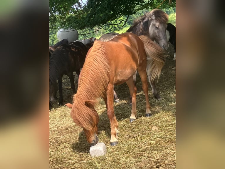 Caballos islandeses Semental 2 años 140 cm Alazán in Hohenstein