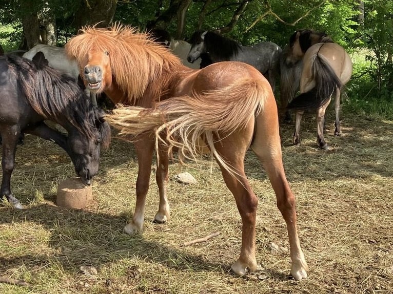 Caballos islandeses Semental 2 años 140 cm Alazán in Hohenstein