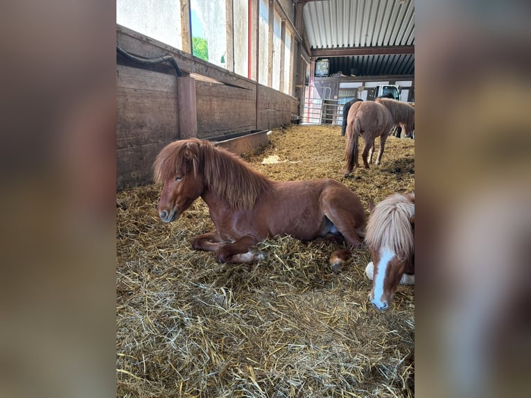 Caballos islandeses Semental 2 años 140 cm Alazán in Hohenstein