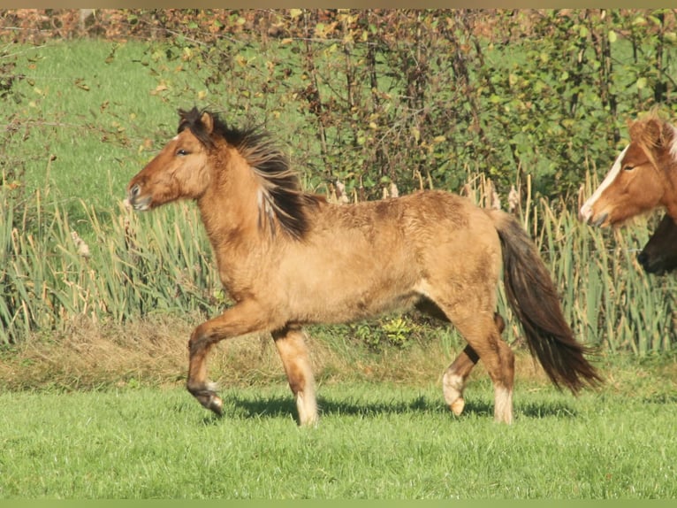 Caballos islandeses Semental 2 años 140 cm Bayo in Südlohn