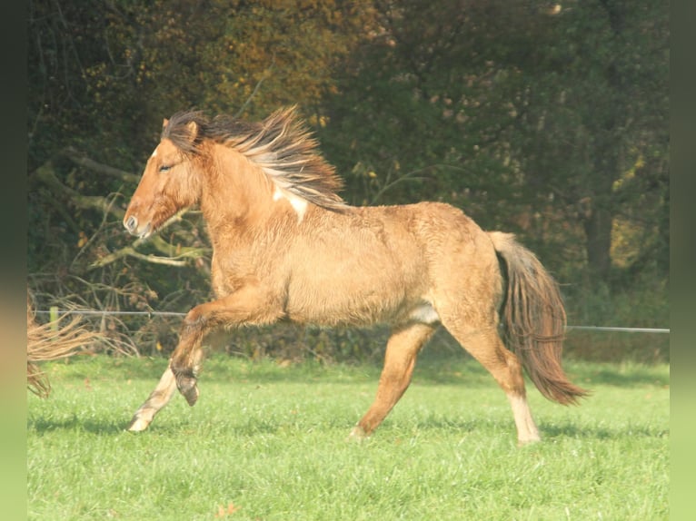 Caballos islandeses Semental 2 años 140 cm Bayo in Südlohn