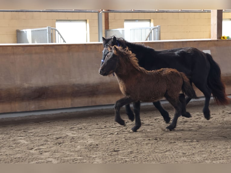 Caballos islandeses Semental 2 años 140 cm in Zweibrücken